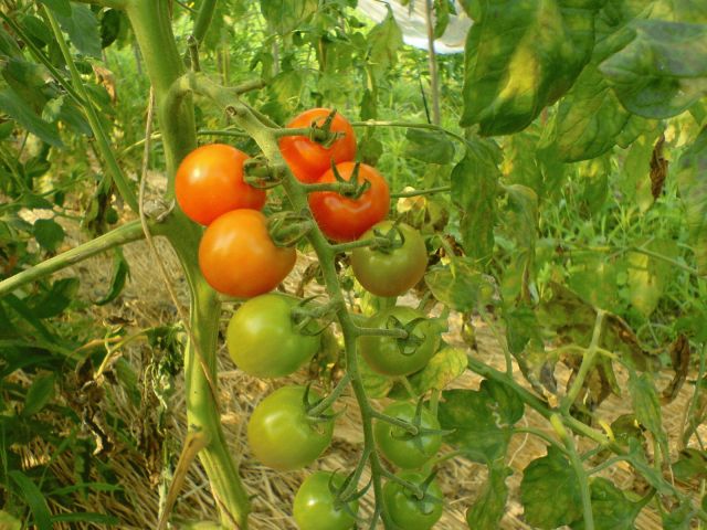 tomat1